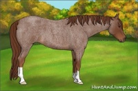 Horse Color:Red Roan 