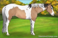 Horse Color:Amber Champagne Splash Tobiano 