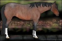Horse Color:Bay Roan