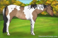 Horse Color:Bay Dun Tobiano Rabicano