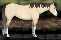 Horse Color:Amber Champagne Roan Dun Splash 