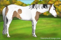 Horse Color:Bay Dun Splash Tobiano