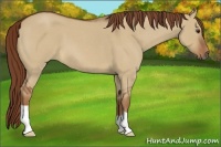 Horse Color:Red Dun Roan
