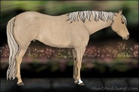 Horse Color:Palomino Roan 