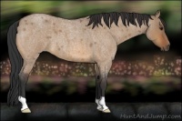 Horse Color:Bay Roan Dun