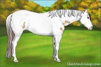 Horse Color:Bay Dun Splash Tobiano Appaloosa 