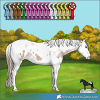 Horse Color:Brown Dun Splash Tobiano Appaloosa 