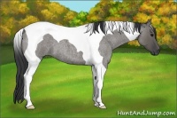 Horse Color:Grullo Roan Tobiano