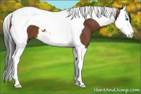 Horse Color:Bay Splash Tobiano