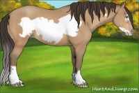 Horse Color:Amber Champagne Frame