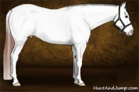 Horse Color:Bay Sabino Snowcap