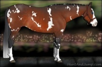 Horse Color:White Spotted Bay Splash Rabicano 