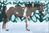 Horse Color:White Spotted Grullo Splash Tobiano