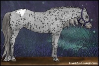 Horse Color:Black Appaloosa