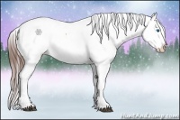 Horse Color:White Spotted Bay Splash Appaloosa Rabicano