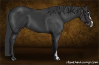 Horse Color:Black Sabino 