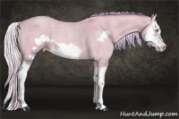 Horse Color:Watercolor Silver Classic Champagne Roan Dun Splash Frame