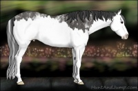 Horse Color:White Spotted Black Splash 
