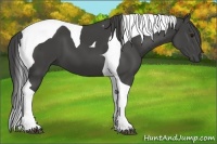 Horse Color:Smoky Black Tobiano 