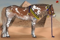 Horse Color:White Spotted Liver Chestnut Sabino 