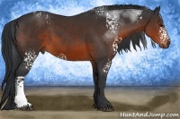 Horse Color:White Spotted Brown 