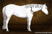 Horse Color:Liver Chestnut Appaloosa 