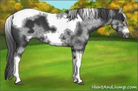 Horse Color:White Spotted Black Tobiano Frame 