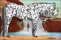 Horse Color:Black Appaloosa