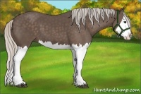 Horse Color:Silver Black Splash 