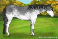 Horse Color:White Spotted Blue Roan 