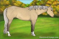 Horse Color:Silver Buckskin Roan Dun 