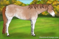 Horse Color:White Spotted Red Roan 