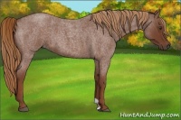 Horse Color:Red Roan 