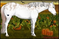Horse Color:White Spotted Amber Champagne Appaloosa 
