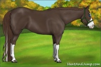 Horse Color:Liver Chestnut Splash