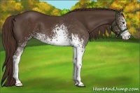Horse Color:White Spotted Liver Chestnut 
