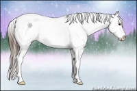 Horse Color:White Spotted Brown Splash Tobiano Appaloosa 