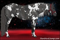 Horse Color:White Spotted Black  Brindle