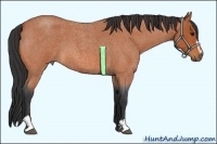 Horse Color:Bay Roan Sabino