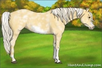 Horse Color:White Spotted Palomino Frame 