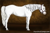 Horse Color:White Spotted Palomino Frame Appaloosa 
