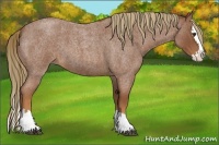Horse Color:Red Roan Splash 