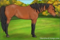 Horse Color:Bay Rabicano 