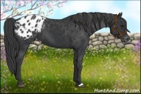 Horse Color:Black Appaloosa 