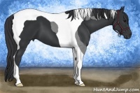 Horse Color:Black Tobiano 