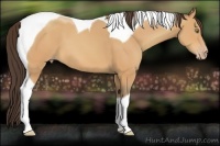 Horse Color:Amber Champagne Tobiano