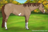 Horse Color:Red Dun Roan Splash Frame Rabicano