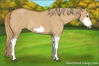 Horse Color:Red Dun Roan Splash Frame Rabicano