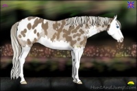 Horse Color:Chocolate Palomino Sabino Splash Blanket 
