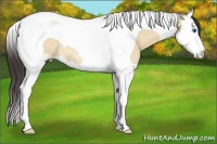 Horse Color:Amber Champagne Dun Splash Tobiano Rabicano